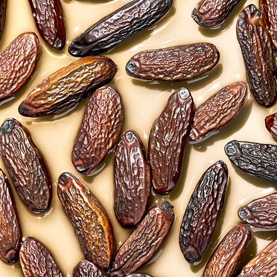 Tonka Bean Pre+Probiotic Infusion