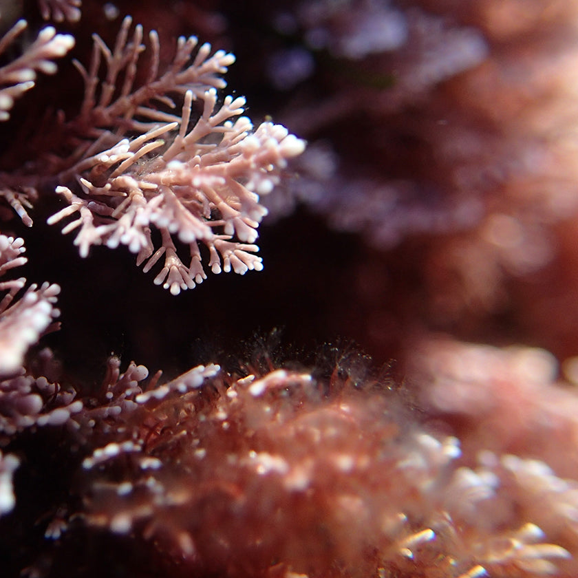 Red Algae