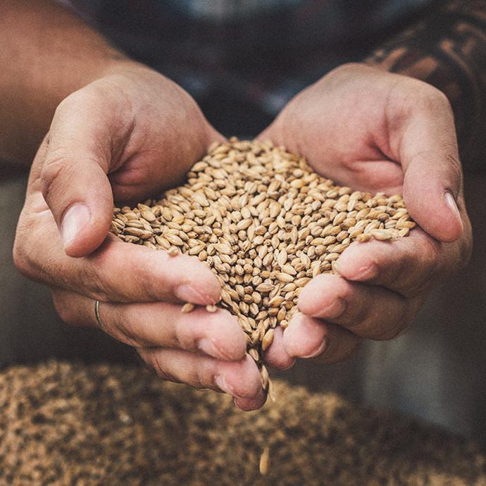 Hands holding seeds